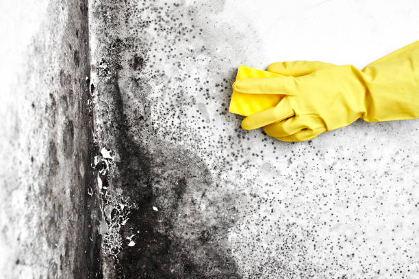 Best Basement Mold Removal  in Lake City, FL