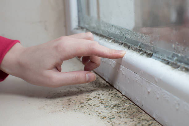 Reliable Lake City, FL Mold Removal Solutions
